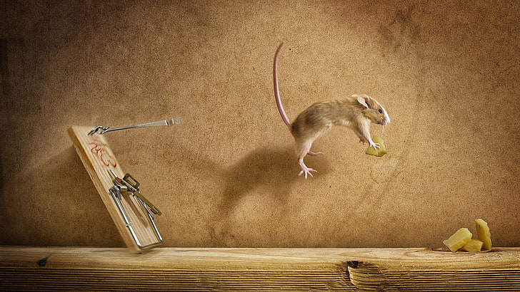 gray rodent jumps near mouse trap, creativity, HD wallpaper