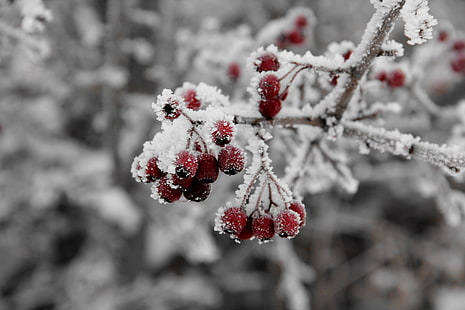 red berries, rowan, frost, hoarfrost, HD wallpaper HD wallpaper