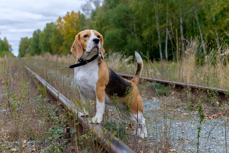 vuxen tricolored beagle, järnväg, djur, hund, HD tapet