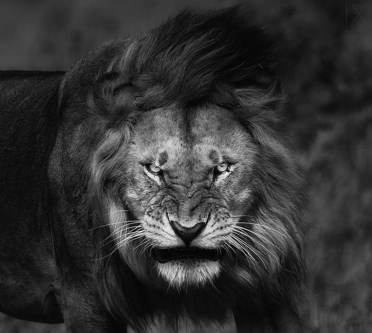 фотография в сива скала на лъв, природа, лъв, големи котки, ярост, ядосан, портрет, монохромен, животни, цар, HD тапет