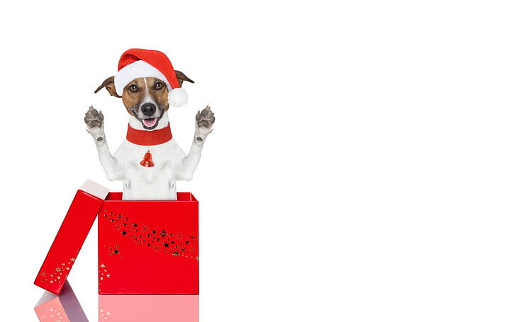 Merry Christmas!, red, paw, caine, box, gift, animal, cute, jack russell terrier, funny, white, dog, HD wallpaper
