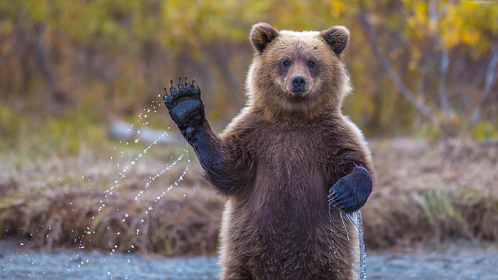 urso pardo, ursos, animais, HD papel de parede