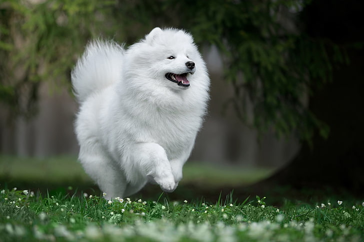 uzun kaplamalı beyaz köpek, sevinç, doğa, ruh hali, köpek, yürüyüş, Samoyed, Samoyed husky, HD masaüstü duvar kağıdı