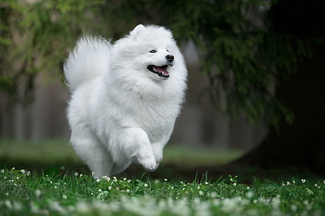 långbelagd vit hund, glädje, natur, humör, hund, promenad, Samoyed, Samoyed husky, HD tapet HD wallpaper