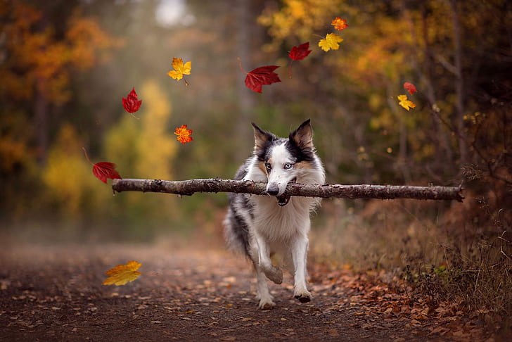 road, autumn, forest, leaves, trees, nature, pose, Park, background, foliage, dog, branch, running, walk, falling leaves, stick, bokeh, fly, training, different eyes, the border collie, teeth, drags, HD wallpaper