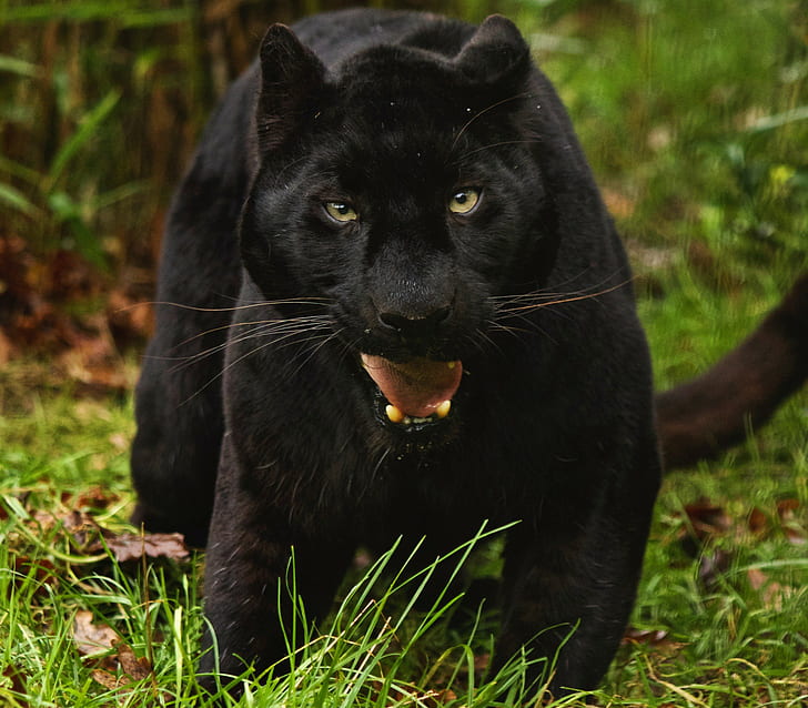 Léopard noir, léopard noir, animal, gros chat, Fond d'écran HD