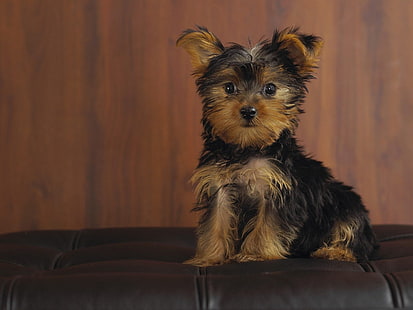 siyah ve altın Yorkshire terrier yavrusu, yorkshire terrier, köpek, köpek yavrusu, bak, HD masaüstü duvar kağıdı HD wallpaper
