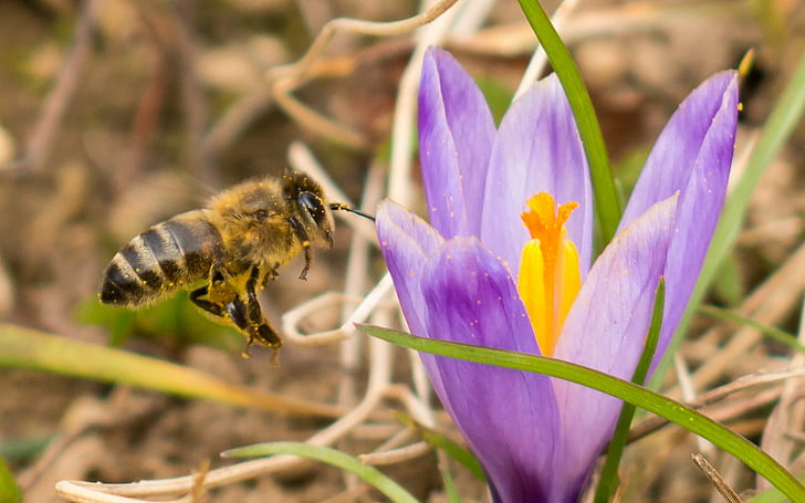 Honey bee near petaled flower during day, spring, flower, day, Kranjska, Carniolan honey bee, bee  Bee, Bee  honey, crocus, sharp  sign, žafran, bee, insect, nature, pollination, pollen, yellow, honey, plant, close-up, summer, springtime, macro, honey Bee, petal, HD wallpaper