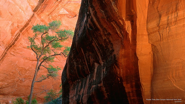 Poplar Tree, Glen Canyon National Park, Utah, Nature, HD wallpaper