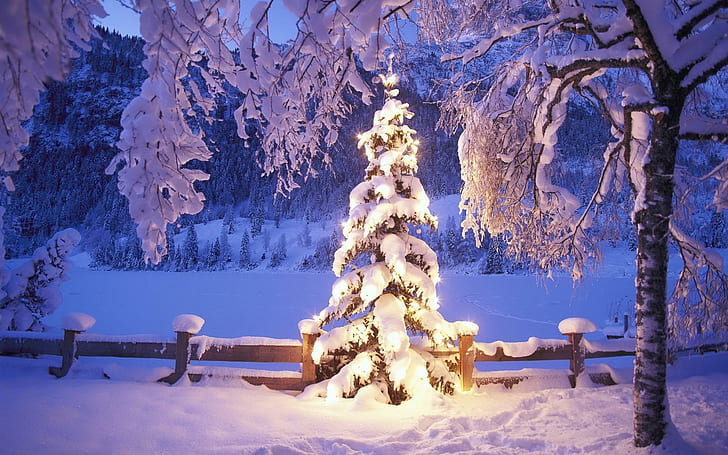 fur-tree, fires, snowdrifts, snow, christmas, new year, tree, green pine tree, fur-tree, fires, snowdrifts, snow, christmas, new year, tree, HD wallpaper