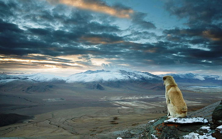 short-coated medium-breed tan dog, nature, landscape, dog, mountains, Himalayas, animals, looking into the distance, cyan, far view, HD wallpaper