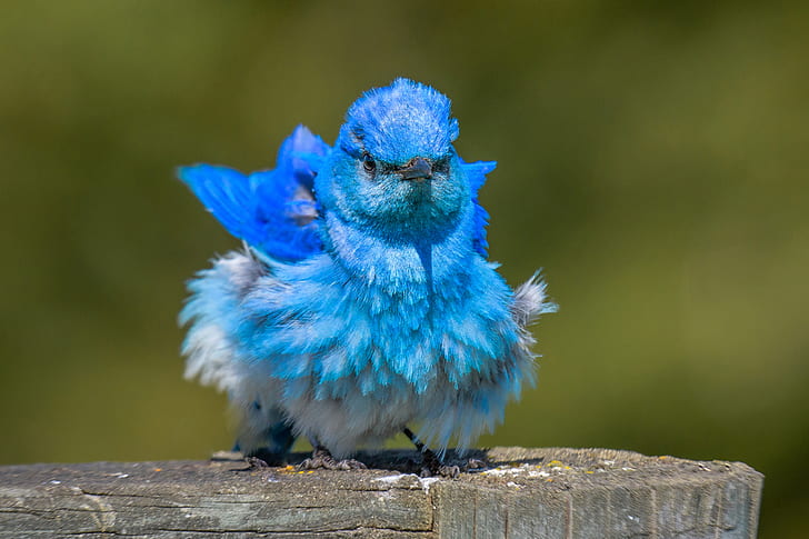 pássaro, sialia azul, babados, HD papel de parede