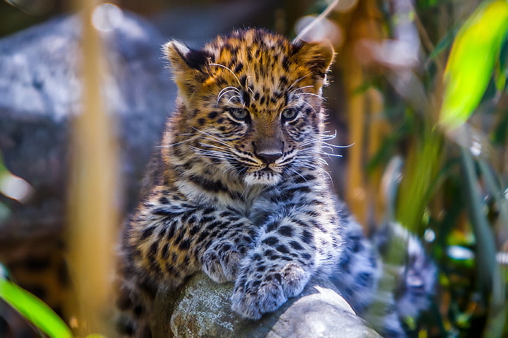kit leopardo marrone e nero, leopardo, bimbo, sguardo, predatore, Sfondo HD