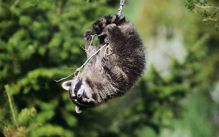Playful raccoon, Playful, Raccoon, HD wallpaper