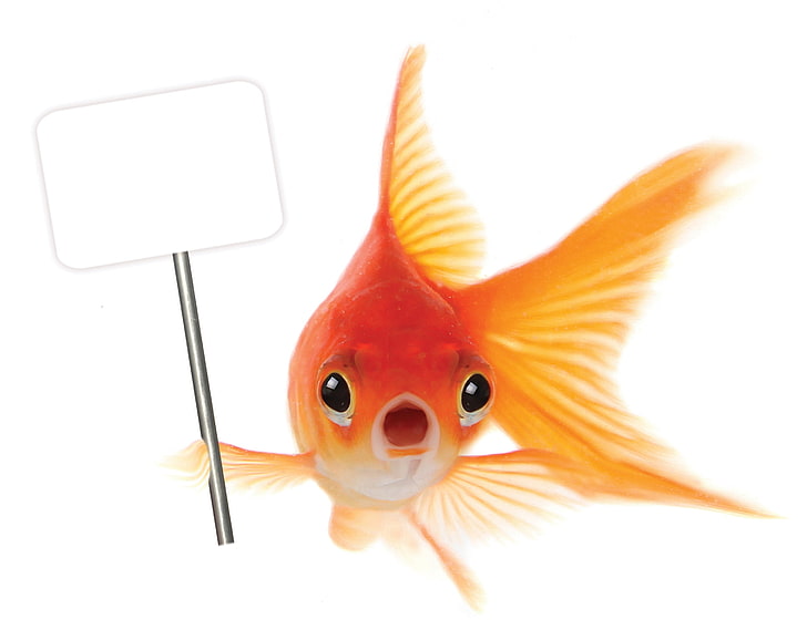 一般的な金魚 魚 ポスター サイン 白い背景 Hdデスクトップの壁紙 Wallpaperbetter