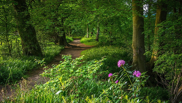 path, forest path, green forest, green leaves, pathway, nature, woodland, purple flower, flower, grass, plant, tree, wildflower, HD wallpaper