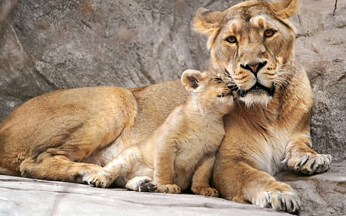 Семейная любовь, коричневая львица и детеныш, львы, HD обои HD wallpaper