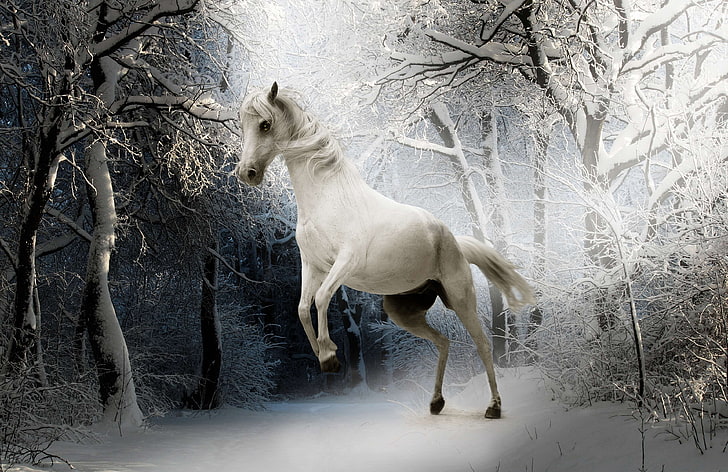 animal, cold, eyes, forest, hoarfrost, horse, horse head, mammal, mare, mold, mood, nature, ride, snow, snowy, white, white horse, winter, wintry, HD wallpaper