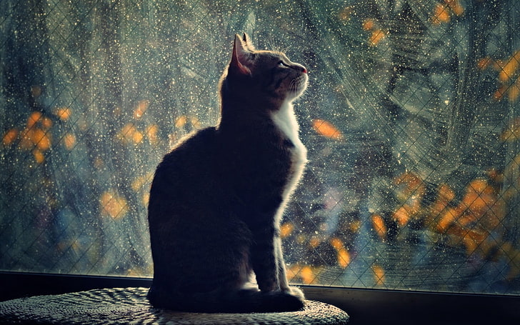 short-fur black and white cat, cat, silhouette, glass, blurring, HD wallpaper