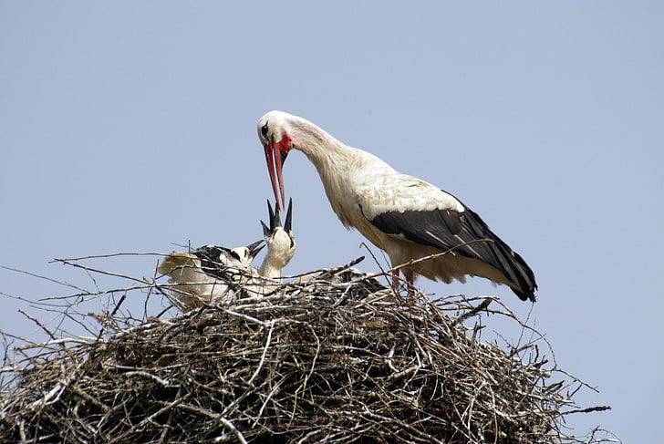 white stork and two chicks, stork, chicks, nest, food, HD wallpaper