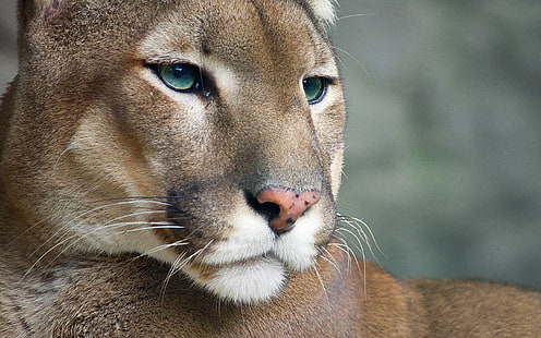 Cougar, brown lioness, puma, cougar, HD wallpaper HD wallpaper