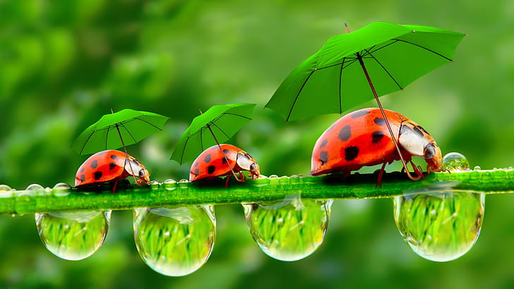 Creative pictures, water droplets, dew, ladybugs, umbrellas, Creative, Pictures, Water, Droplets, Dew, Ladybugs, Umbrellas, HD wallpaper