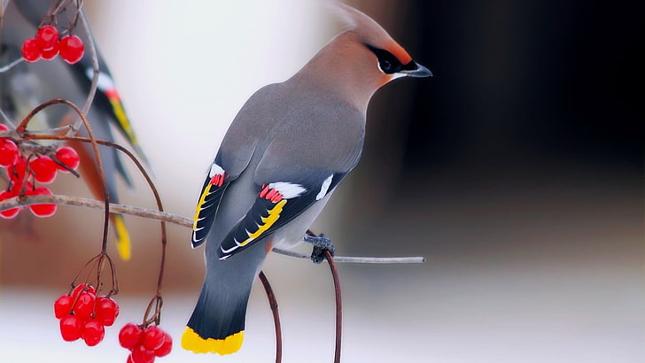 fotografía de enfoque selectivo de pájaro gris y marrón, naturaleza, pájaros, animales, alas de cera, bayas, Fondo de pantalla HD