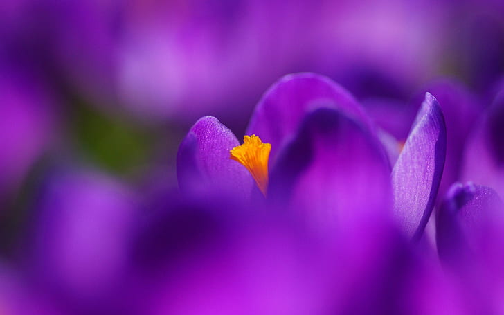 Flower macro photography, purple crocus, petals, Flower, Macro, Photography, Purple, Crocus, Petals, HD wallpaper