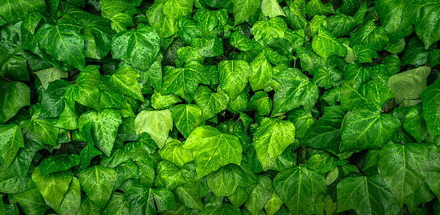 murgröna, löv, droppar, grön, växt, HD tapet HD wallpaper