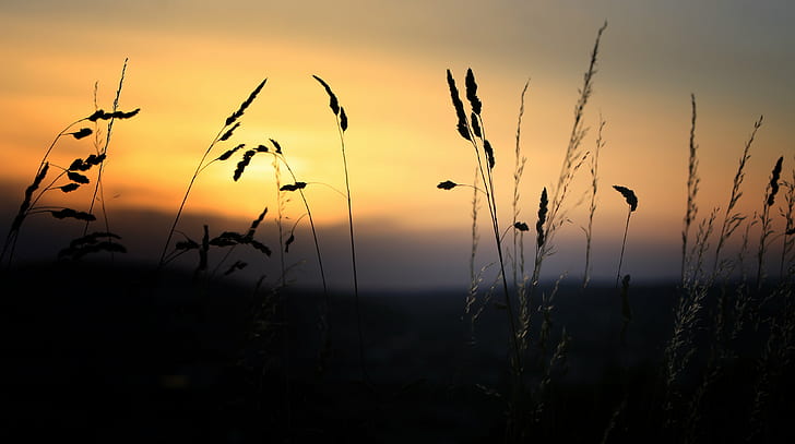 siluet rumput, matahari terbenam, bayangan hitam, rumput, musim panas, kanon, 70-200mm, alam, senja, matahari terbit - Fajar, di luar ruangan, Wallpaper HD