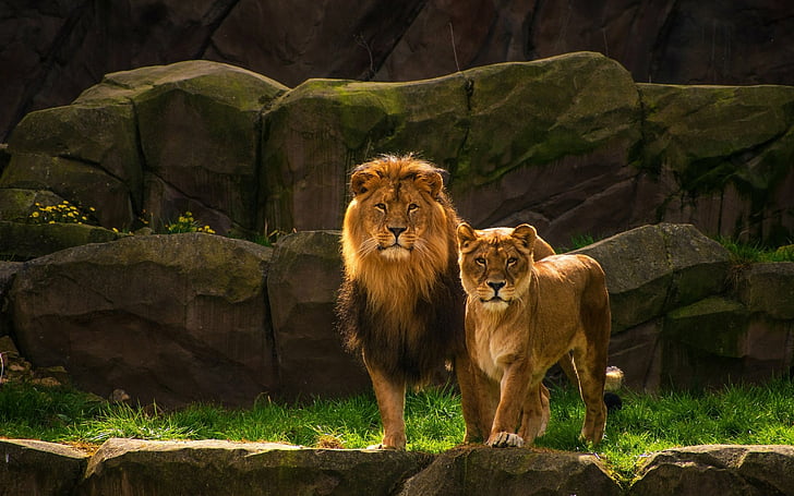 Cats, Lion, Big Cat, Couple, Wildlife, predator (Animal), HD wallpaper