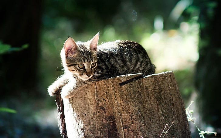 gray tabby kitten, cat, lying, tree stump, wood, light, HD wallpaper