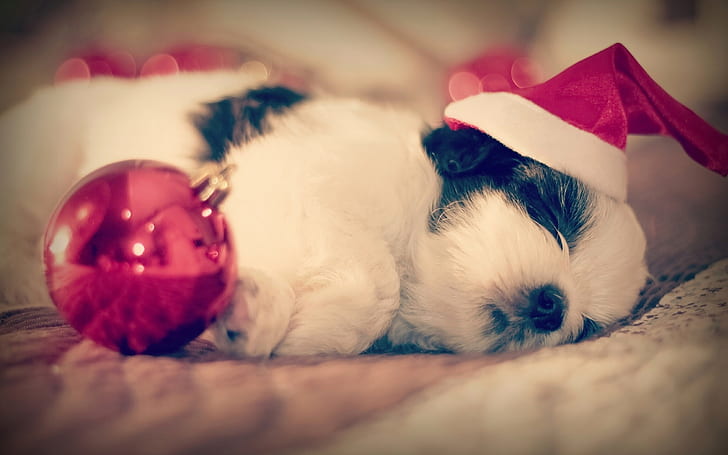Shih Tzu, perro duerme, Navidad, Shih, perro, duerme, Navidad, Fondo de pantalla HD
