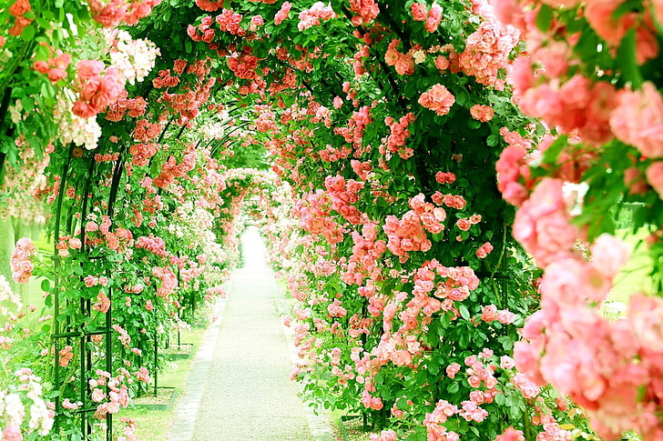 Bunga, Mawar, Bunga, Alam, Path, Pink Flower, Rose Bush, Wallpaper HD