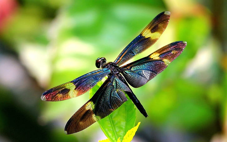 Dragonfly насекомо снимка, водно конче, насекомо, снимка, HD тапет