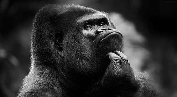 Gorila, gorila de espalda plateada, gorila, blanco y negro, Fondo de pantalla HD HD wallpaper
