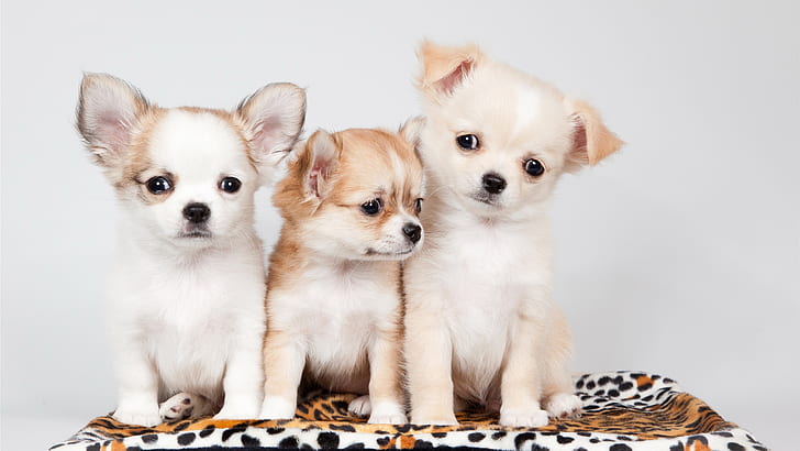 Tre cani, tre cuccioli di chihuahua pelo lungo abbronzati e bianchi, tre, cani, carini, Sfondo HD