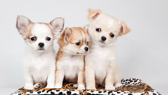 Tre hundar, söta, tre solbränna och vita långhåriga chihuahua valpar, tre, hundar, söta, HD tapet HD wallpaper