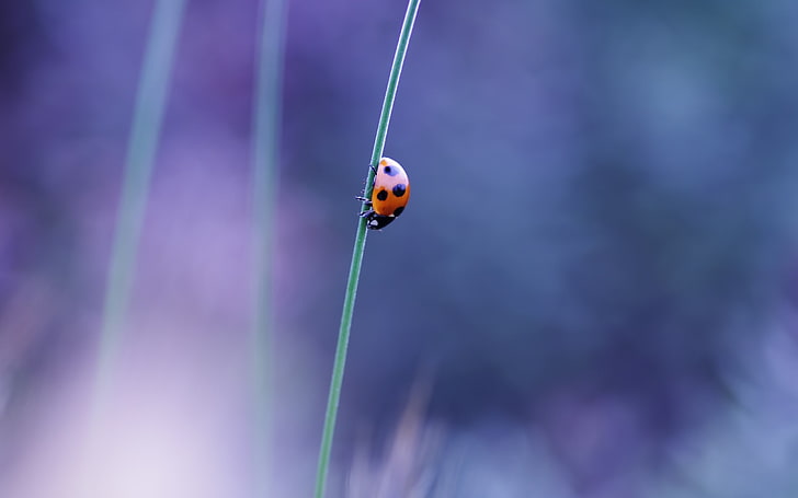 Natur, Makro, Marienkäfer, Gras, Insekt, HD-Hintergrundbild