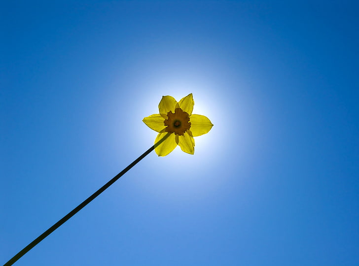 My Magic Wand, flor amarilla del narciso, estaciones, primavera, azul, flor, sol, narciso, Fondo de pantalla HD