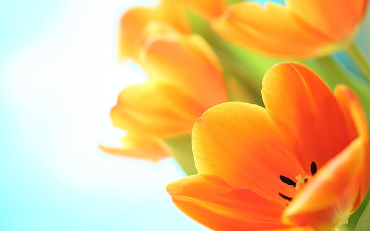 Flores primavera tulipanes, Flores, Primavera, Tulipán, Fondo de pantalla HD