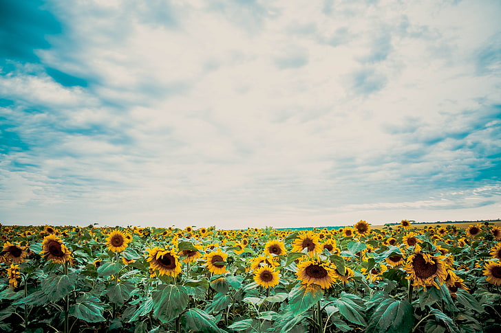 sunflower field, autumn, summer, sunflowers, sunset, nature, beauty, the evening, August, September, July, HD wallpaper