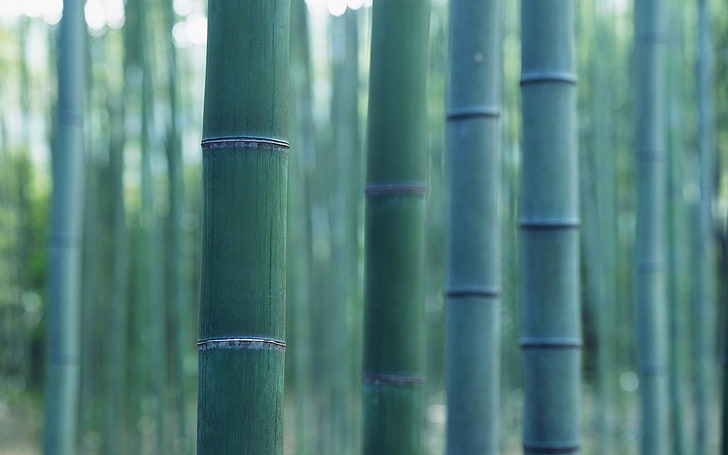 grüne Bambusbäume, Bambus, Pflanzen, Holz, Nahaufnahme, Grün, HD-Hintergrundbild