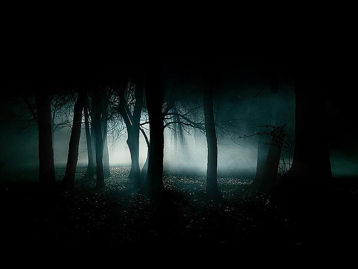tree trunk, dark, mist, trees, night, HD wallpaper