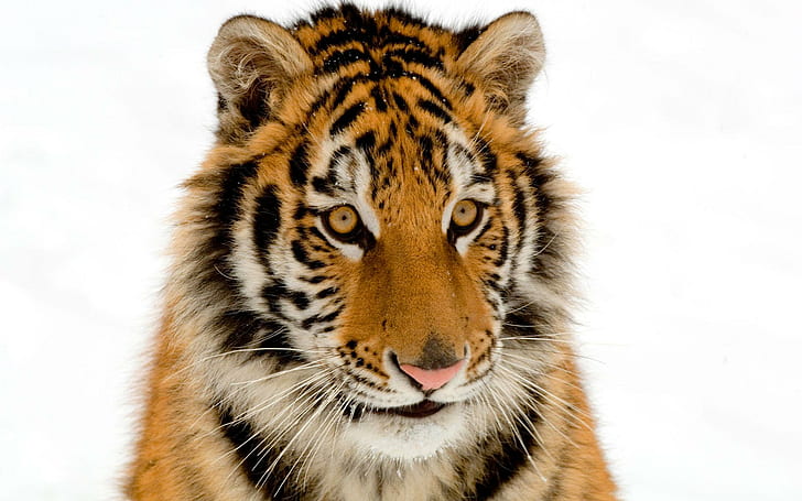 Portrait of a Tiger, tiger, portrait, tigers, HD wallpaper