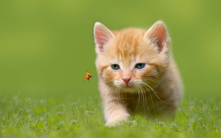 Serangga berburu kucing, anak kucing oranye, anak kucing, rumput bermata biru, berburu, serangga, kumbang kecil, Wallpaper HD