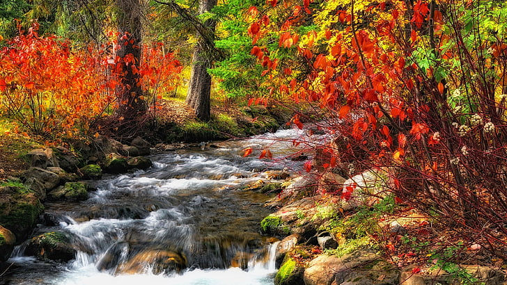 kolory jesieni, jesienne liście, kolorowe liście, potok, potok, krajobraz, jesień, przyroda, Tapety HD
