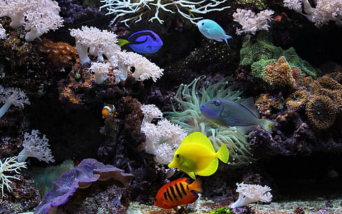 Aquarium HD, Fotografie, Aquarium, HD-Hintergrundbild HD wallpaper