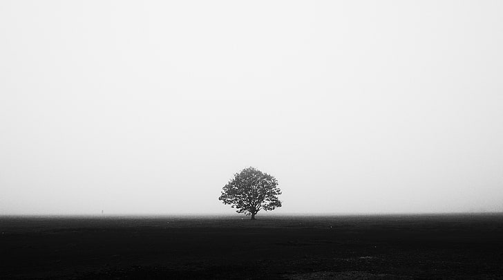 Graustufen-Foto von Baum, Monochrom, Fotografie, Symmetrie, Bäume, Nebel, Feld, Weiß, Schwarz, einfach, HD-Hintergrundbild