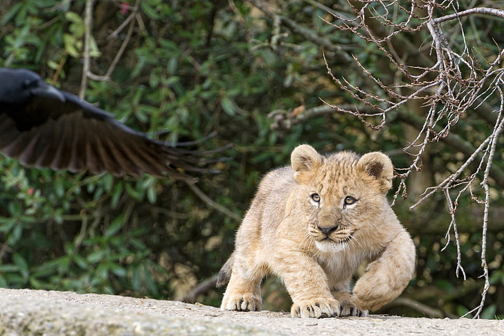 cat, branches, cub, kitty, lion, ©Tambako The Jaguar, HD wallpaper
